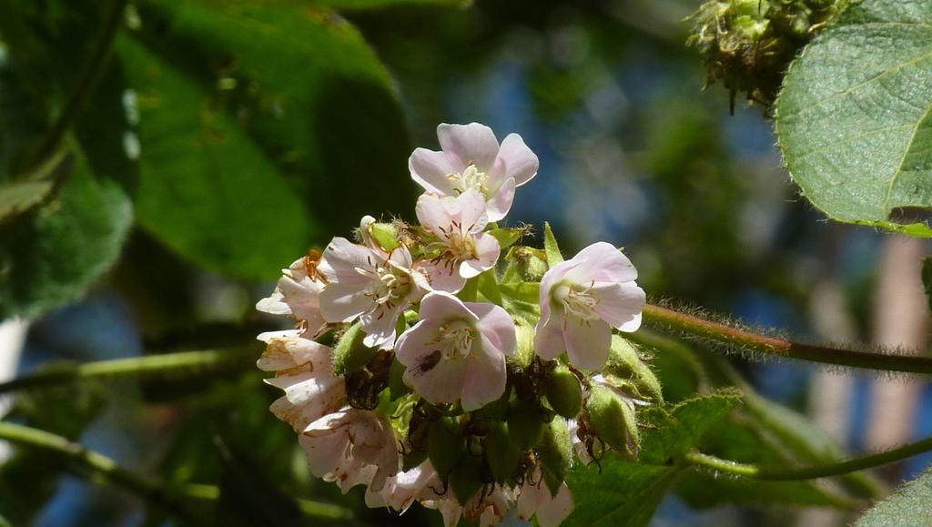 Dombeya ciliata