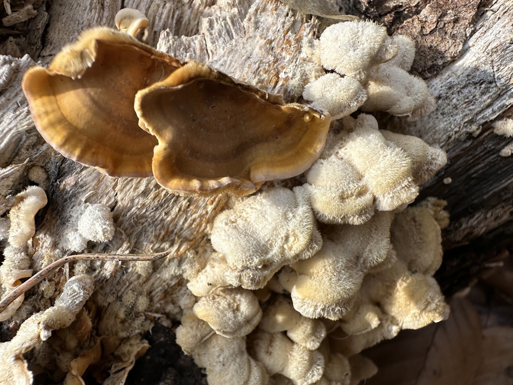 Stereum hirsutum · March 2026 · photo: © katrin_simon (iNaturalist, cc-by)