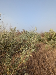 Guiera senegalensis, photograph (c) Attila Oláh, some rights reserved (CC BY)