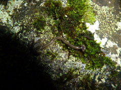 Geoplanoidea