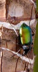 Calosoma sycophanta