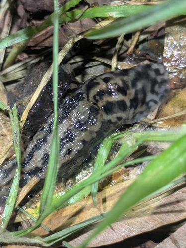 Limax maximus