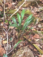 Carex scaposa