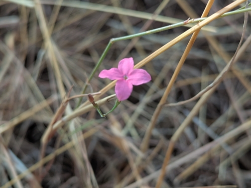 Grand Trembletop (Kohautia grandiflora)