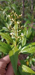 Miconia bicolor