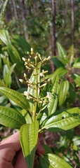 Miconia bicolor