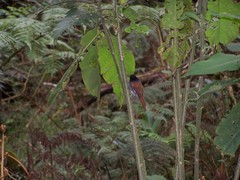 Terpsiphone bourbonnensis