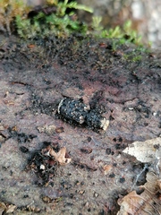 Platyrhinus resinosus