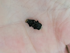 Platyrhinus resinosus