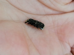 Platyrhinus resinosus