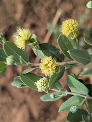 Guiera senegalensis