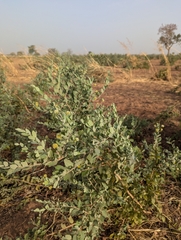 Guiera senegalensis, photograph (c) Attila Oláh, some rights reserved (CC BY)