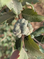 Guiera senegalensis, photograph (c) Attila Oláh, some rights reserved (CC BY)