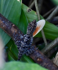 Anolis allogus