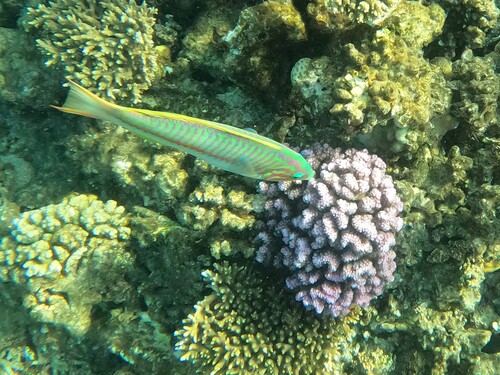 Klunzinger's Wrasse — seen at this dive site