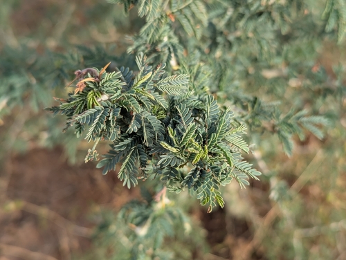Ana tree (Faidherbia albida)