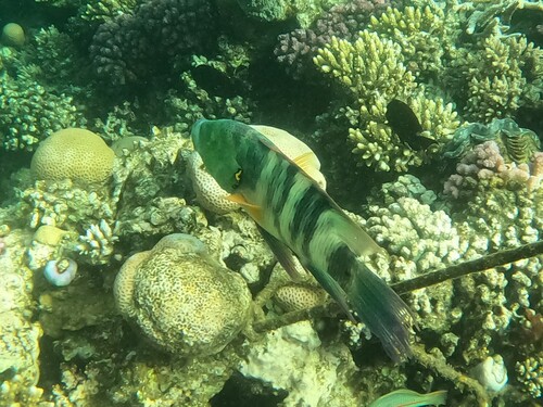 Broomtail Wrasse — seen at this dive site