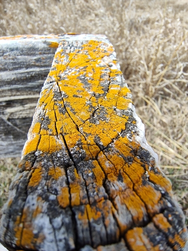 Villophora microphyllina