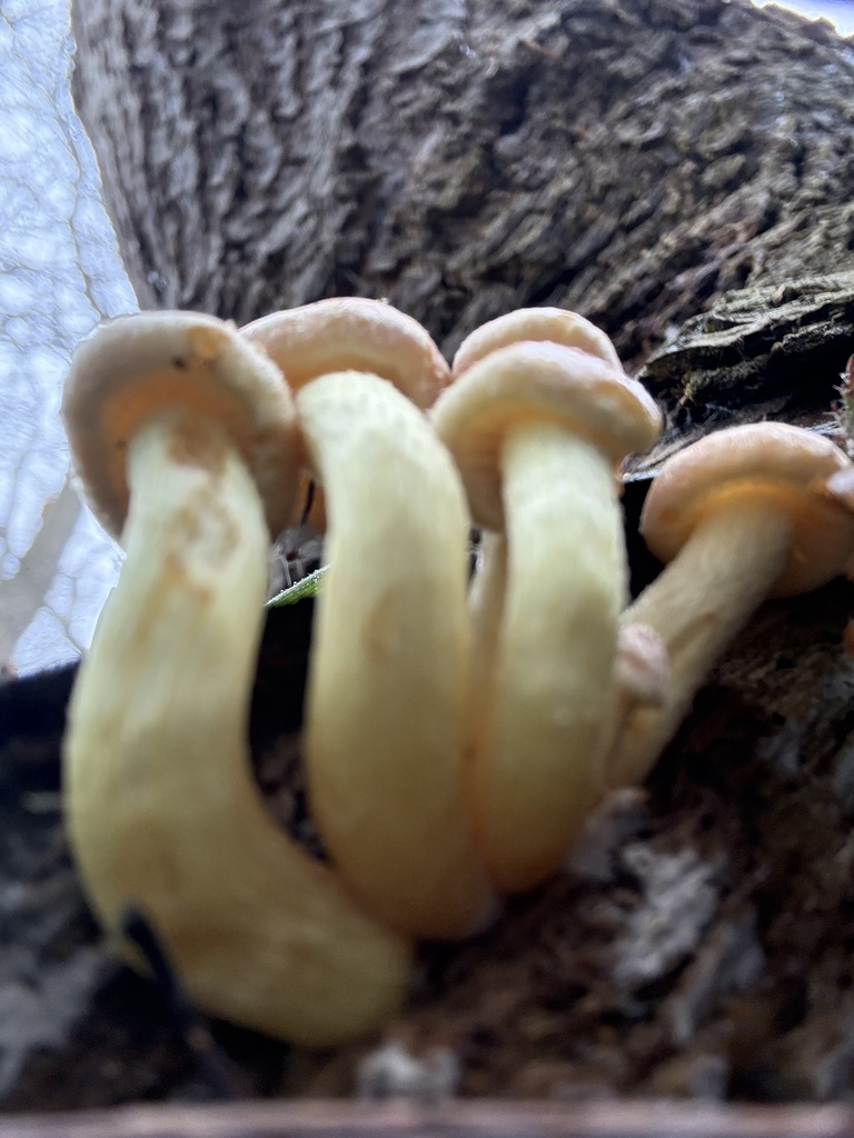 Hypholoma fasciculare · March 2026 · photo: © cjoynson (iNaturalist, cc0)