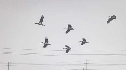 Black Stork