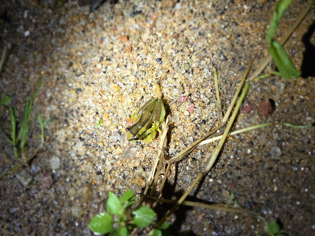 Ukwiva Reed Frog