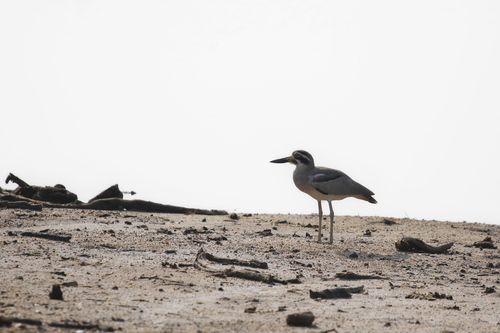 Great Stone-curlew (Esacus recurvirostris), photo 10