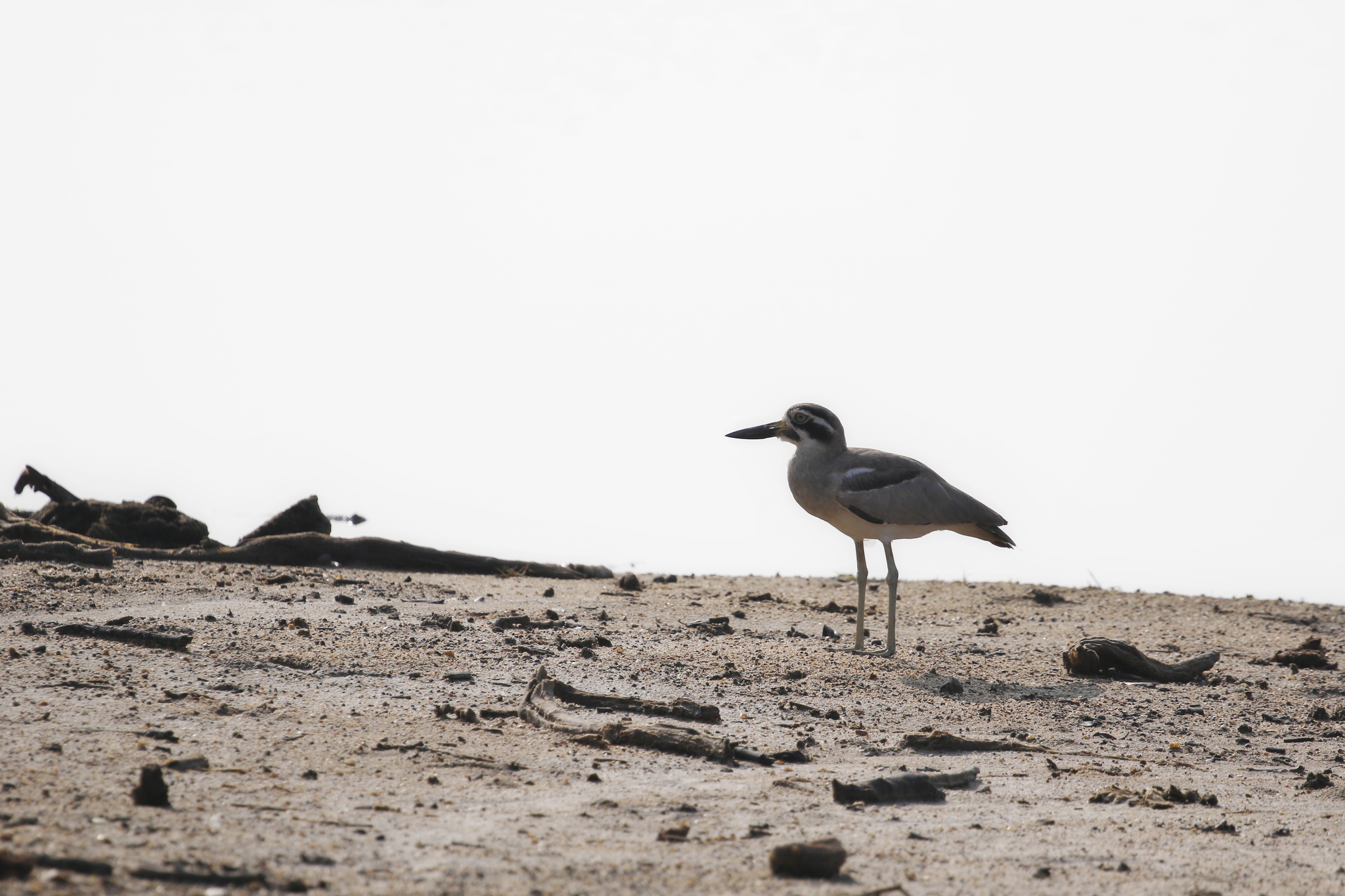 Great Stone-curlew (Esacus recurvirostris), photo 5