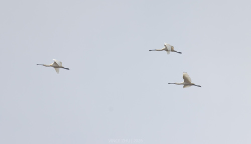 Eurasian Spoonbill