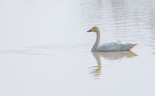 Tundra Swan