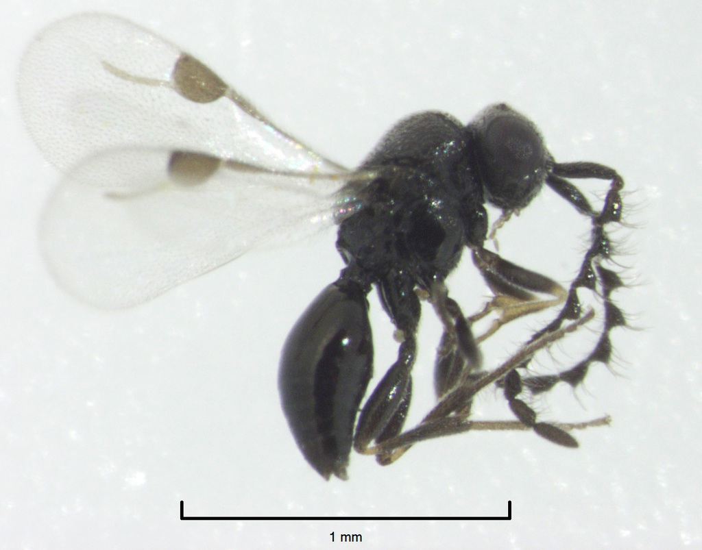 Ceraphronoidea