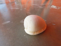 Cypraecassis testiculus