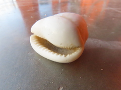 Cypraecassis testiculus