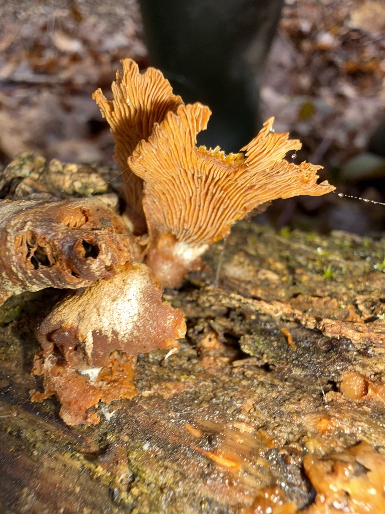 Panellus stipticus · March 2026 · photo: © cjoynson (iNaturalist, cc0)
