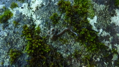 Geoplanoidea