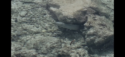Peppered Moray — seen at this dive site