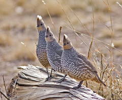 Callipepla squamata pallida