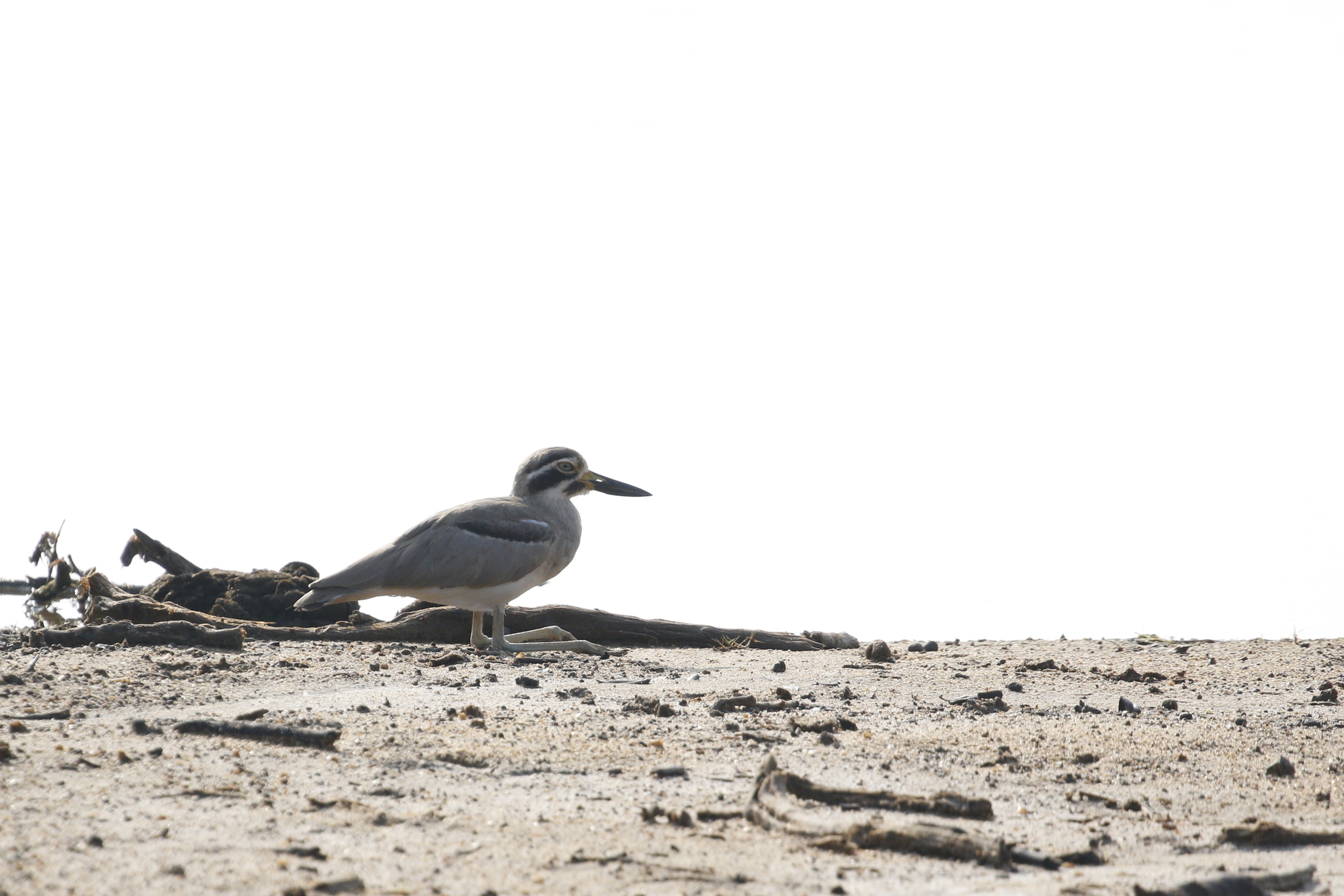 Great Stone-curlew (Esacus recurvirostris), photo 1