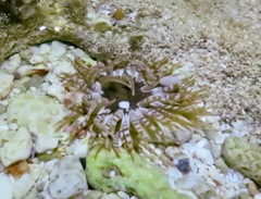Isoaulactinia