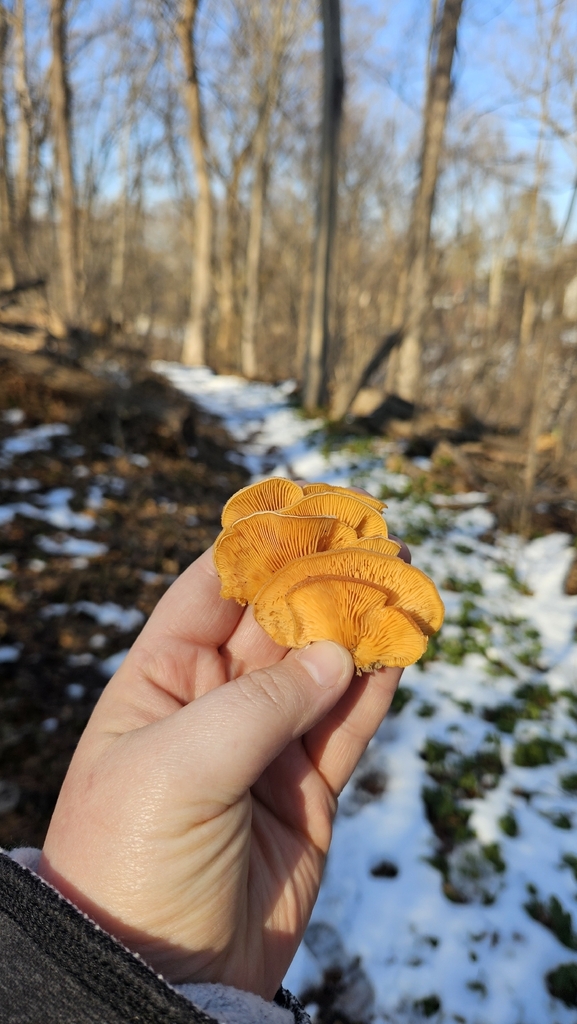 Phyllotopsis nidulans · February 2026 · photo: © rust_bucket (iNaturalist, cc-by)