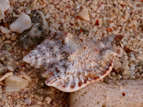 Hawkwing Conch