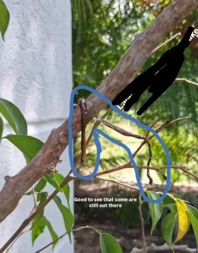 Photo of a Barbados Threadsnake (Tetracheilostoma carlae)