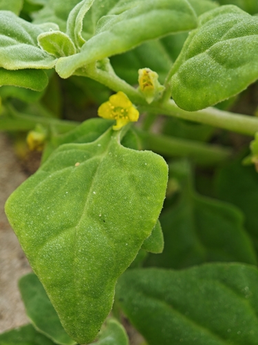 New Zealand Spinach