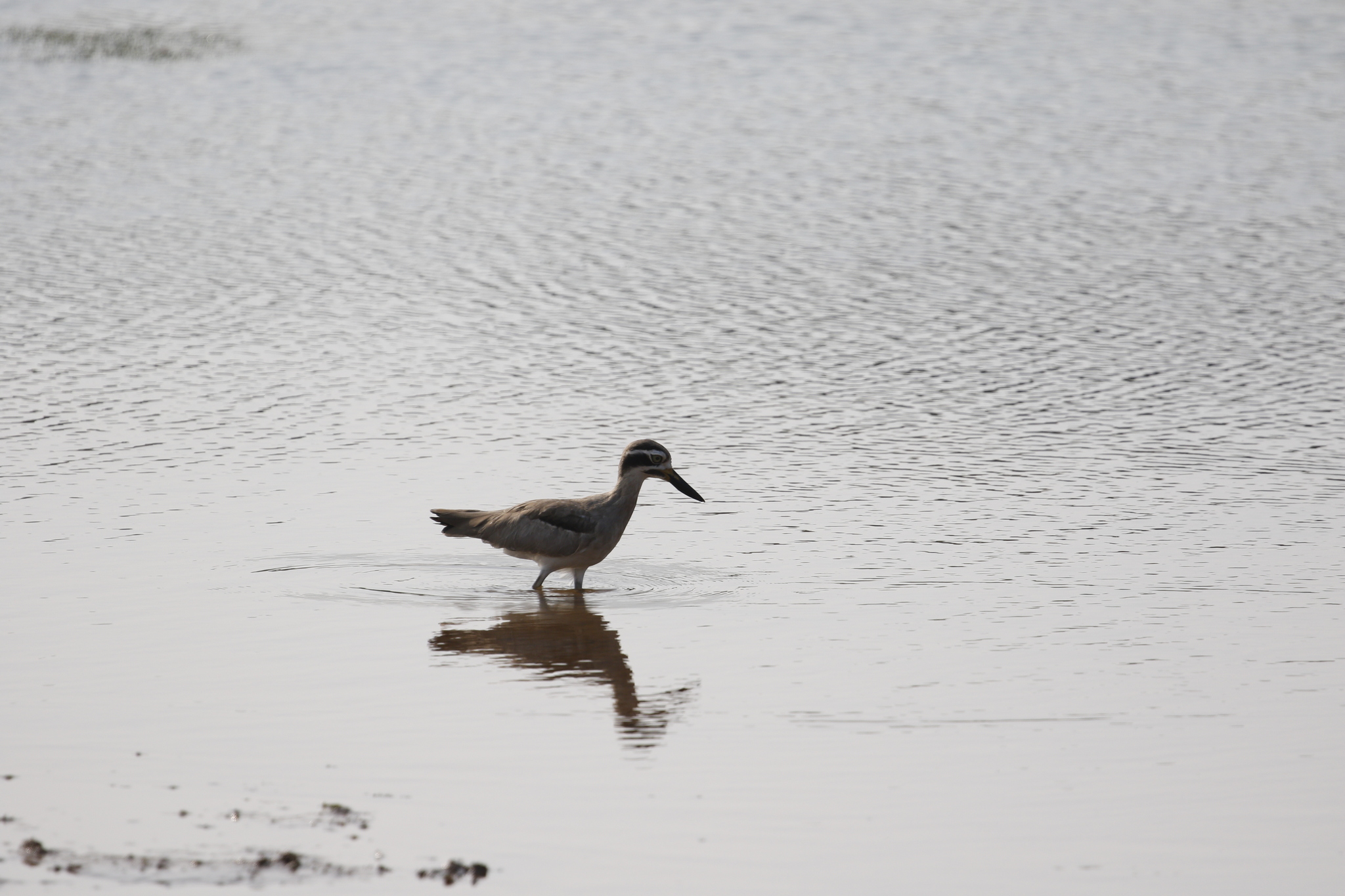Great Stone-curlew (Esacus recurvirostris), photo 2