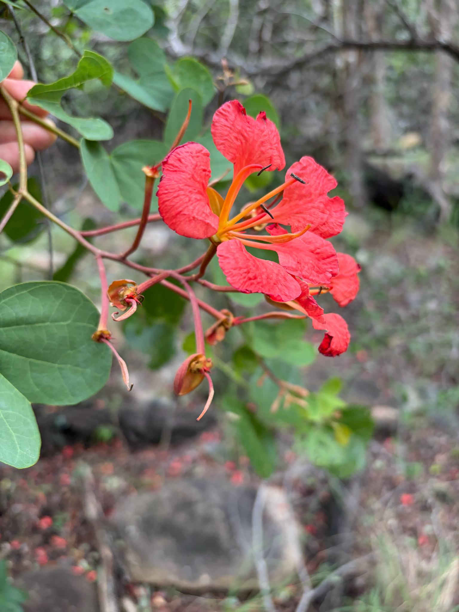 African Plume (Bauhinia galpinii)