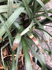 Colletotrichum liriopes