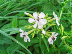 Microbotryum saponariae