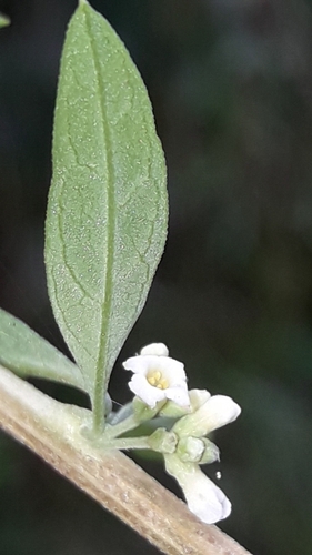 Beebrush (Aloysia polystachya)