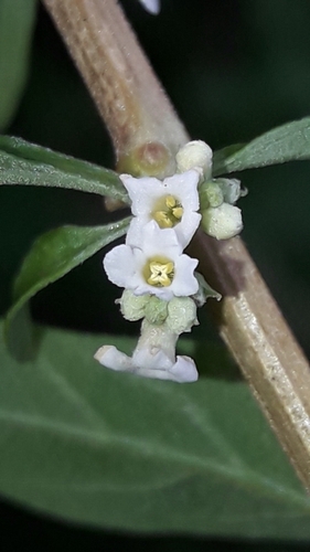 Aloysia polystachya, photograph 2