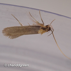 Tegenocharis tenebrans