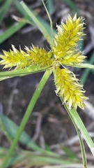 Cyperus aggregatus, photograph author not stated, no rights reserved
